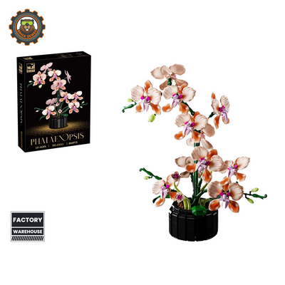 MJI Phalaenopsis Orchid 13111MJ